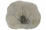 Cyphaspis Trilobite From Foum Zguid - Top Quality Specimen #213142-3
